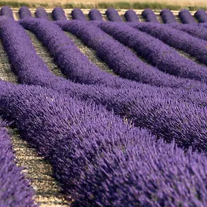  Hébergement de vacances La Provencale France